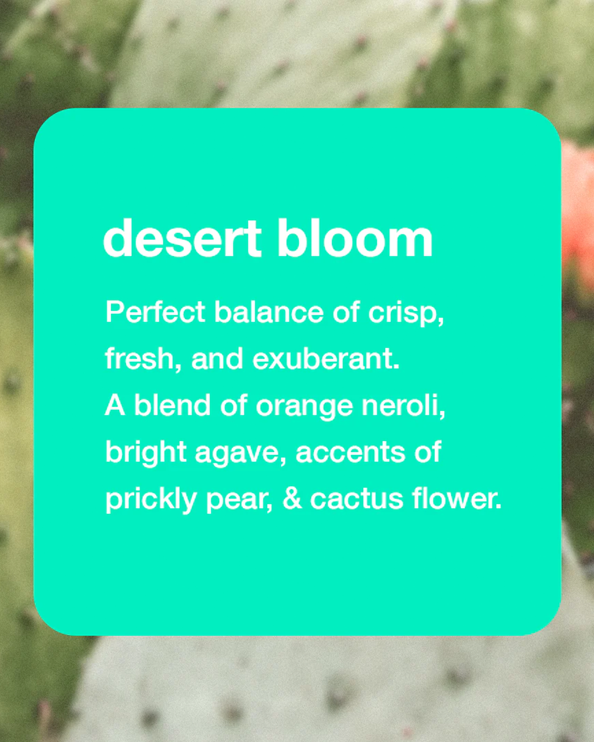 Desert Bloom Deodorant